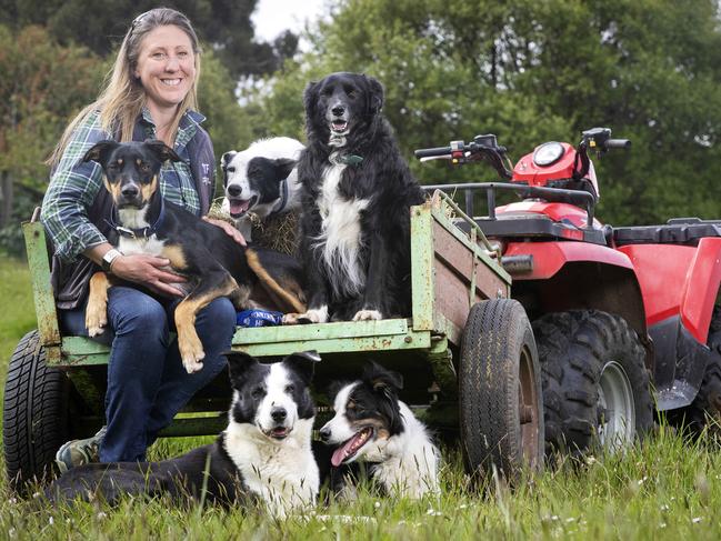 Sheep dog competitor Jane Gallichan with Casey, Tippy, Trevor, Slate and George at Port Huon. Picture Chris Kidd