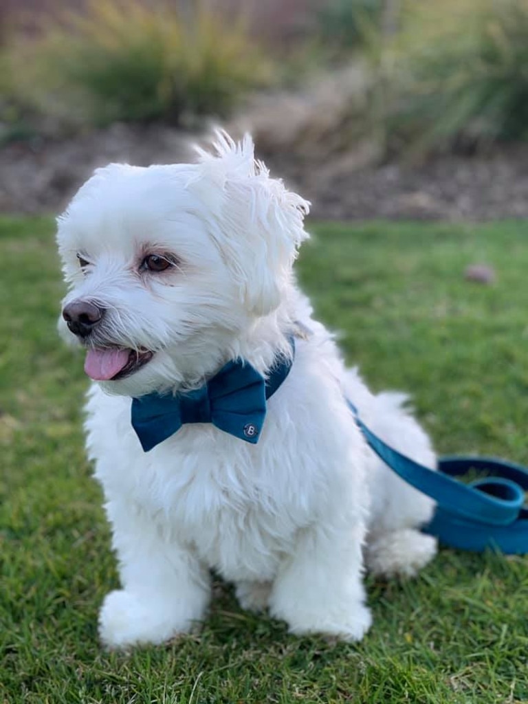 Vote For Geelong’s Cutest Adopted Dog 