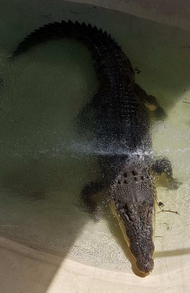 The 4.2 metre long croc avoided capture for almost a month. Picture: Supplied