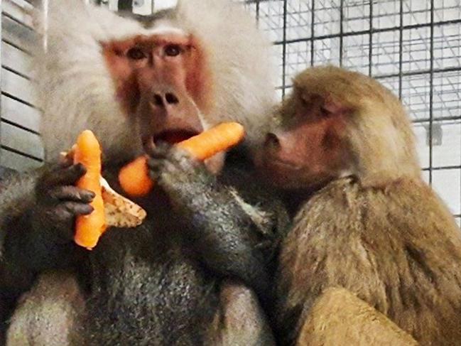 Three baboons that managed to escape from a Sydney hospital have been recaptured. Two females and a male, who was due to get a vasectomy, escaped from the Royal Prince Alfred. Picture Supplied to The Daily Telegraph.