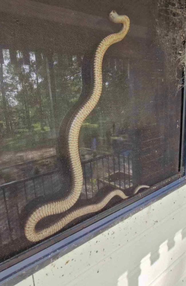 Rhonda Acworth had a near miss when she came face-to-face with an Eastern Brown snake.