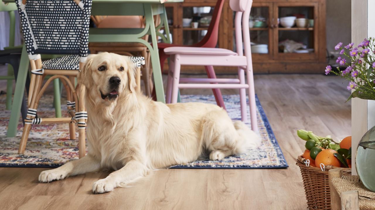 Choose pet-friendly flooring to prevent against odour in the home. Picture: Carpet Court