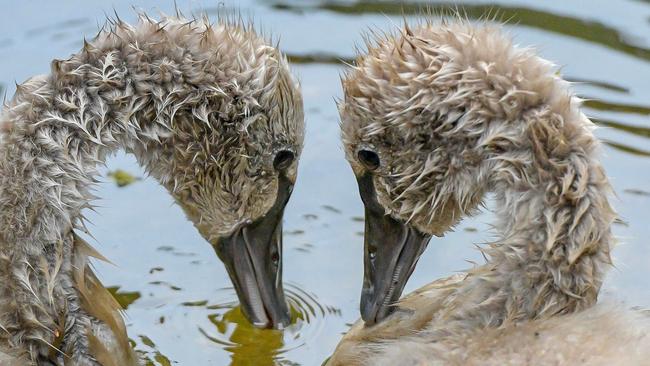 A sweet moment shared between the remaining two cygnets. Picture: Lyn Fletcher