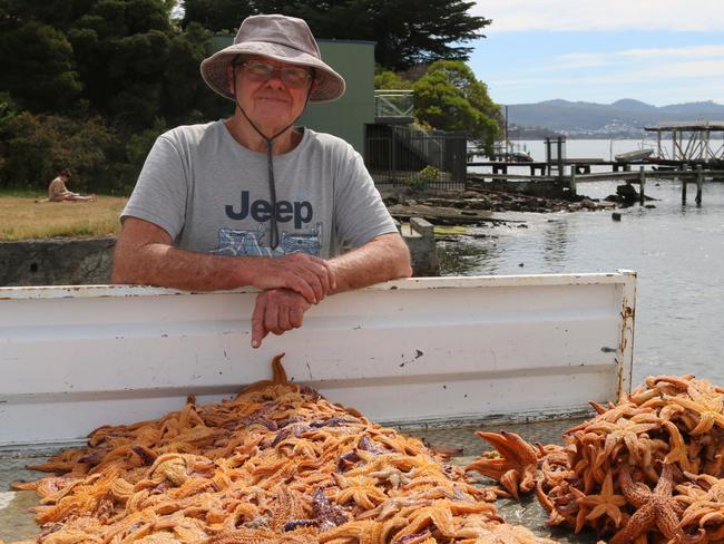 Keith Thomas-Wurth and more than 2000 sea stars collected in the first hour of the 65th invasive sea star cleanup at Battery Point. Picture: Elise Kaine