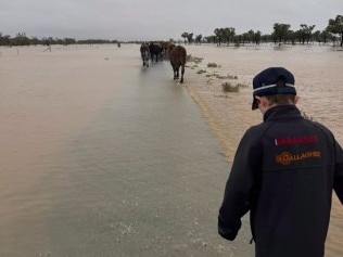 ‘I’d rather deal with drought’: Qld farmers swamped by flooding