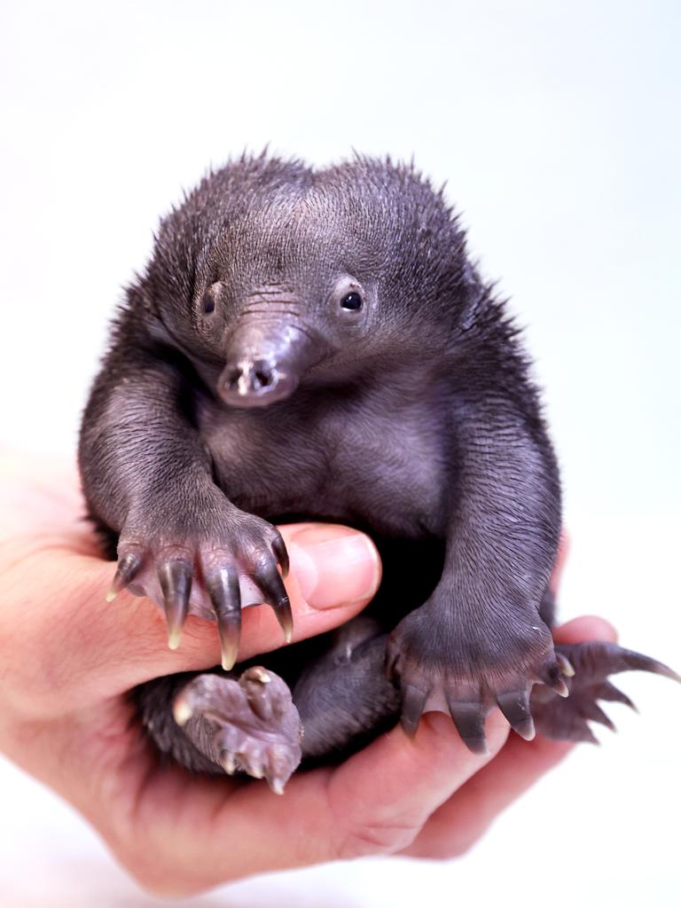 echidna puggle cute