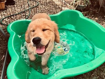 Not all pups like a bath, but for loveable Maisie it’s no worries. Submitted by Jade Burnett.