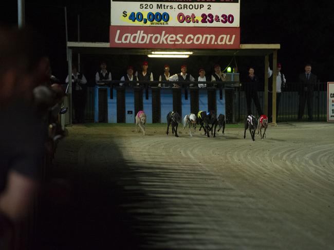 BACK RUNNING: Greyhound racing has returned to Lismore in recent weeks under COVID-19 restrictions. Contributed