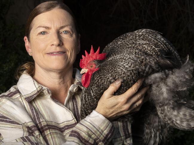 Tracey Cordwell with a Cuckoo Pekin chicken ahead of the Royal Hobart Show, Poultry Pigeons and Canaries.  Picture: Chris Kidd