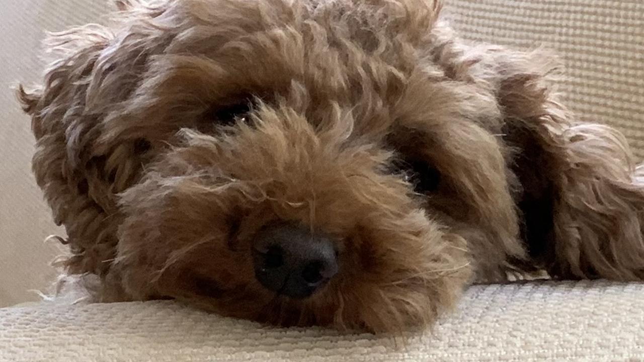 ‘Started to panic’: Beloved dog stolen