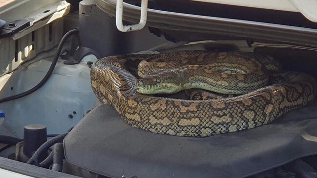 It was a large python. Picture: supplied