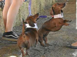 Roma Dachshund Day 2018. Picture: Jorja McDonnell