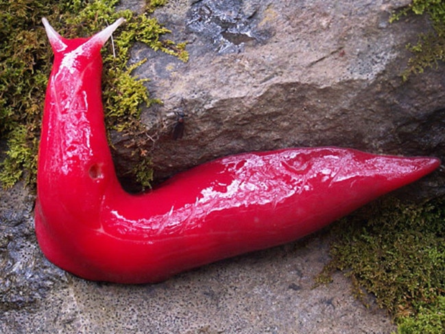 Slugs don’t get much prettier than the ones at Mount Kaputar.