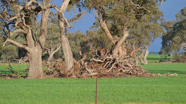 native-vegetation-victoria-changes-to-planning-laws-proposed-the