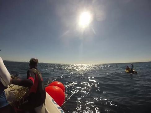 Whale  entangled in shark nets off Burleigh Heads