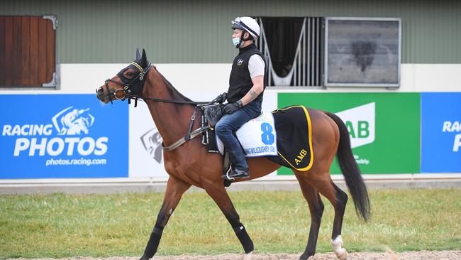 Dashing Willoughby was one of the horses who was sent for a CT scan in the Melbourne Cup lead-up. Picture: Racing Photos via Getty Images.