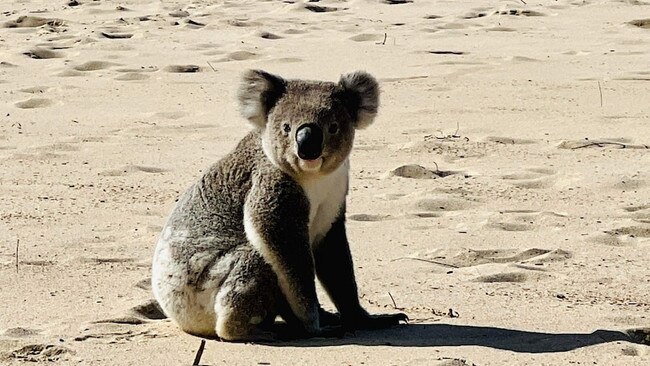 This photo of a koala on the beach may be cute, but it's sparked concerns about habitat loss. Picture: Facebook.