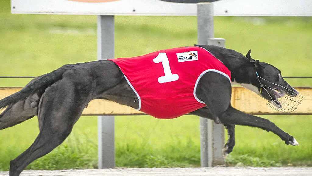 How often do Favourite greyhounds win