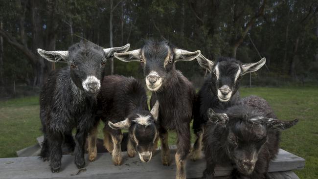 Hampwood Farm pygmy baby goats. Picture: Caroline Tan