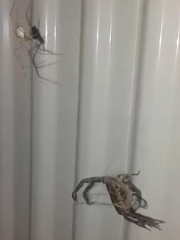The spider and scorpion clashed in Tim Hurley’s Kalorama bathroom. Picture: Supplied