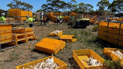 Thousands of chickens have died or been euthanised after a truck rollover near Murray Bridge on January 19, 2024. Picture: RSPCA SA