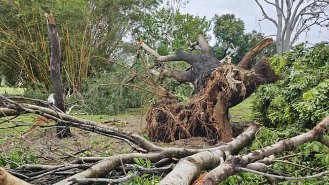 Tropical Cyclone Kirrily, January 2024: Tree down on Beach Road Park.