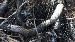 A brown snake found himself stuck in some netting, but Tania was able to save the poor guy from his discomfort.