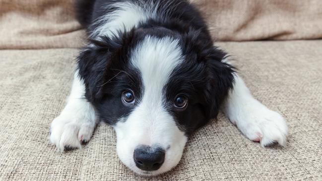 Animal euthanasia rates have soared at an RSPCA-run Darebin Council animal shelter.