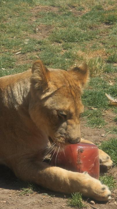 Lions beat the heat with bloody icy poles