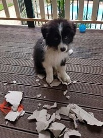 ‘Wasn’t me!’ Zaffy looks the picture of innocence. Submitted by Courtney Jean.