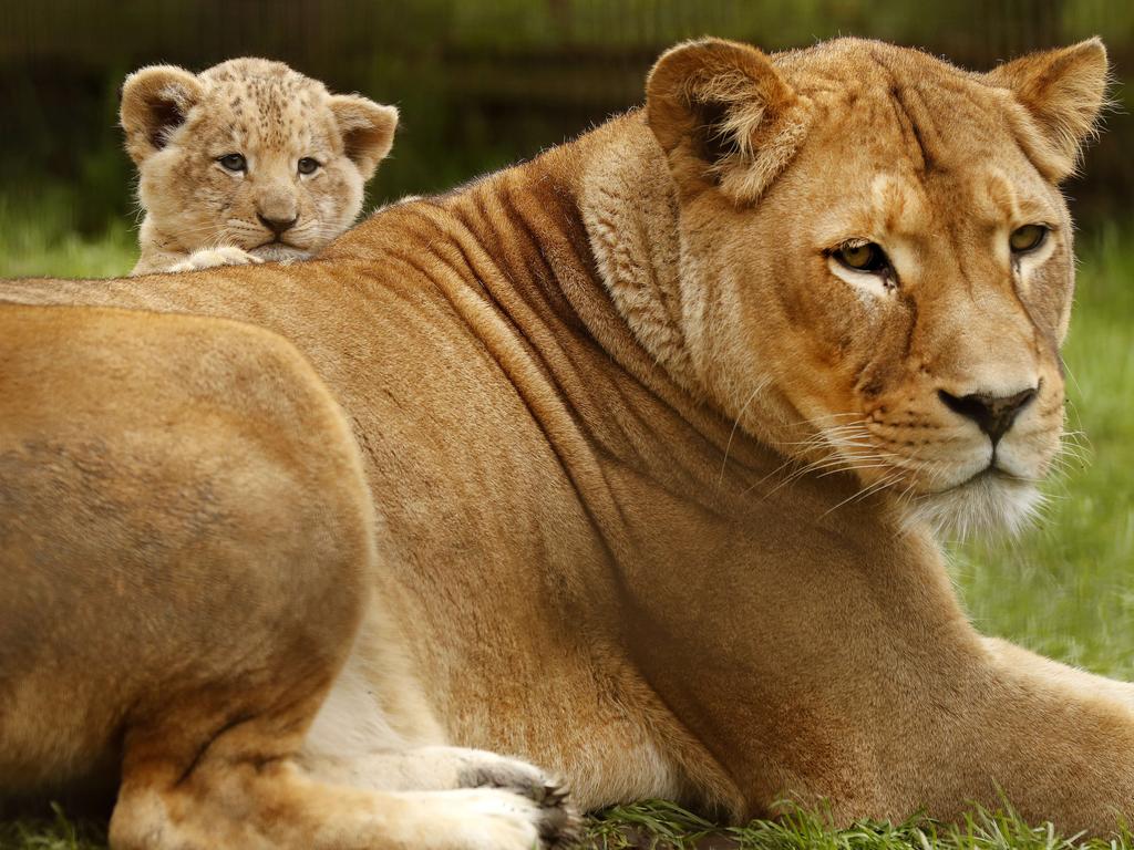 7 week-old Lion cub Roc with mum Chitwa at the Mogo Wildlife Park. Picture: Jonathan Ng