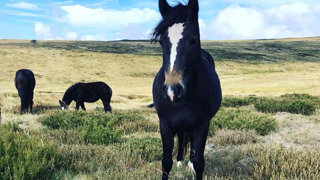 Brumbies living in Victoria’s North East will be shot as part of a Parks Victoria alpine feral horse management plan from next week. Picture: Ryan Maddison