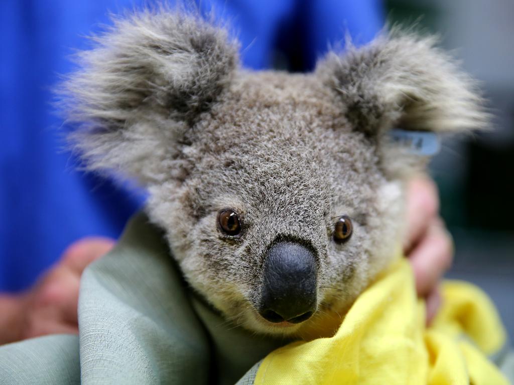 A young koala named Pete was rescued from Pappinbarra at the end of November. Picture: Nathan Edwards/Getty