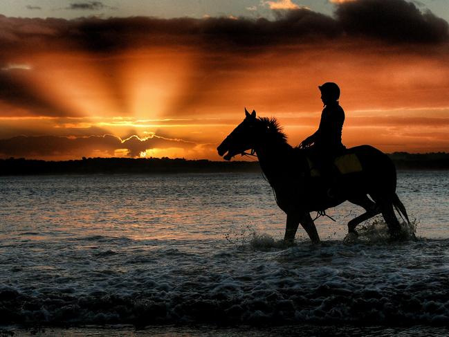 Hundreds of racehorses swim at beaches throughout Victoria every day as part of their training regime.