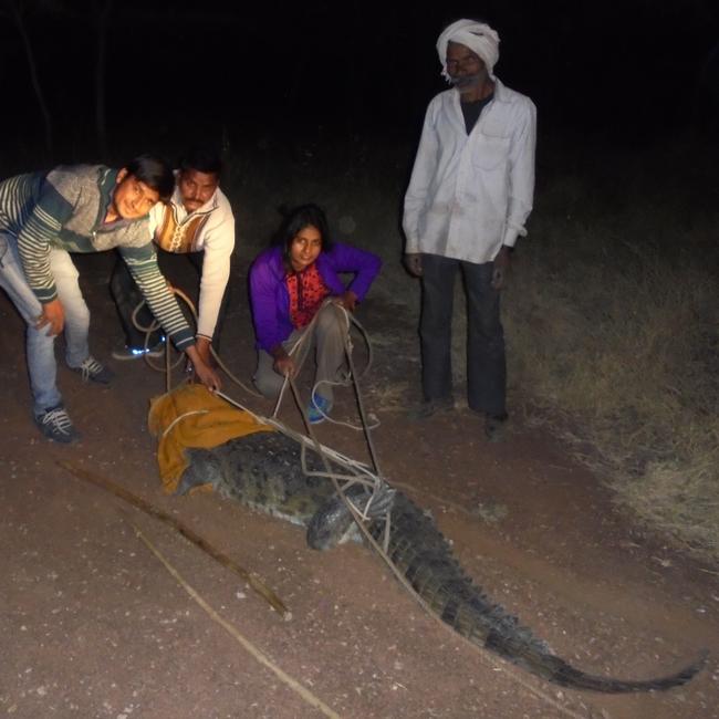 The NT Ranger Association is raising money to help Rajasthan forest ranger Prem Kanwar Shaktawat to Darwin for the International Union for Conservation of Natureâ&#128;&#153;s Crocodile Specialist Group conference. The Indian ranger has been celebrated for saving more than 500 animals, including mugger freshwater crocodiles.