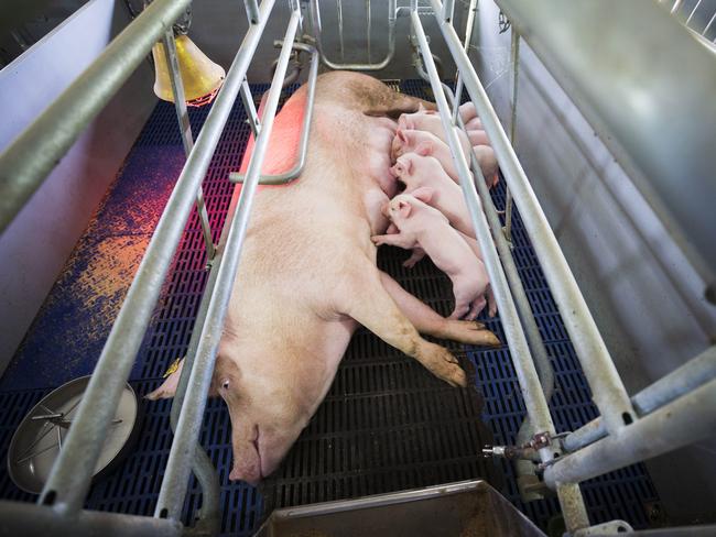 Piglets feed in the farrowing pens at  Glasshouse Country Farms.