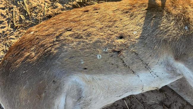 The body of a deceased deer “riddled” with bullets following a claimed aerial cull. Picture: Jake Nicholson (instagram @jake_nicholson9)