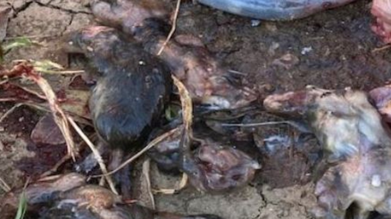 Australian mouse plague: 'napalming' rodents could kill native and