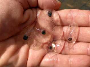 A handful of salp picked out of the ocean at Coolum Beach on the weekend. Picture: Kathy Sundstrom