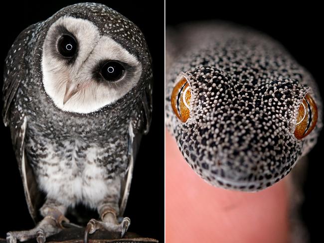 Who's who at Taronga Zoo - Special Project. Brigs the Golden-tailed gecko. Picture: Toby Zerna