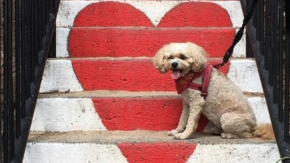 Even pets enjoyed a photo at the stairs. Instagram-@tarn_gc