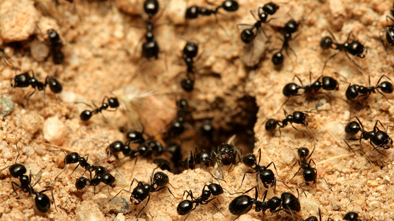 Why Your House Has An Infestation Of Ants And How To Get Rid Of Them   527c53d6296c91c6d32a4af5ee2132c1