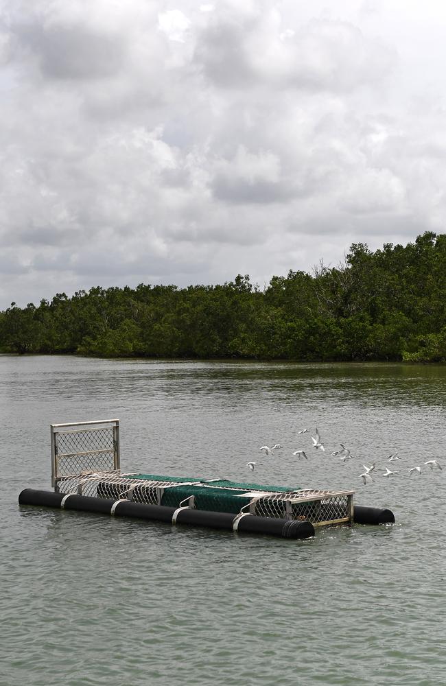 A crocodile trap floats in front of mangroves in Darwin Harbour. Picture: Che Chorley