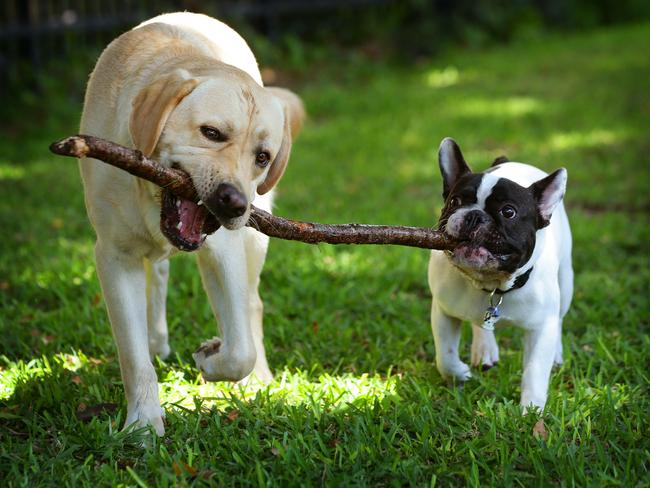 Ted the Golden retriever, 17 months, (Mum - Anna 0403283770), & Cash, 1 year-old French bull dog, love chewing and chasing sticks, New Farm. Photographer: Liam Kidston.