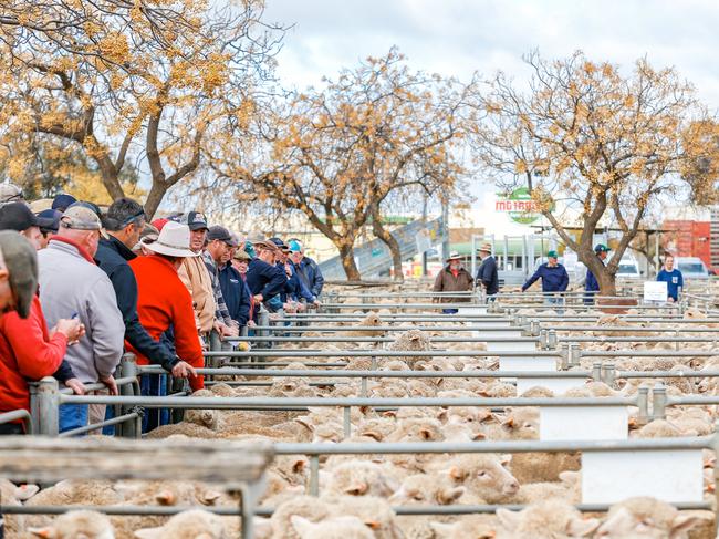Swan Hill Store Sheep SalePhoto by Chloe Smith.
