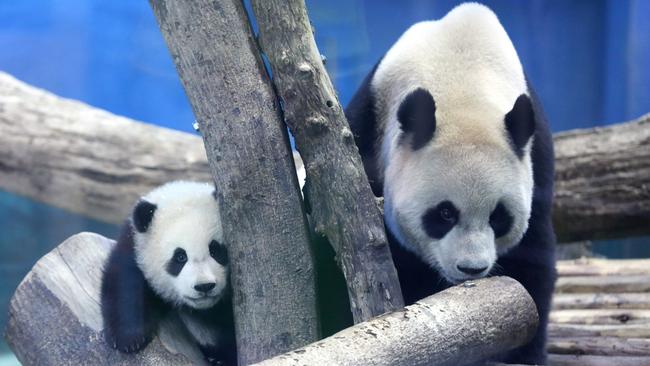 Wang says friends of China used to be called panda huggers. Picture: Hsu Tsun-hsu/AFP