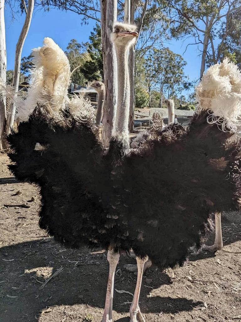 Putting the 'long' in Long Neck Farm is Ostrich, Mufasa. Photo: Long Neck Farm