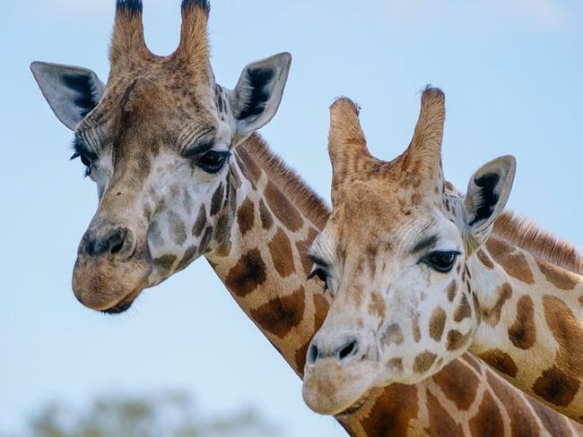 Giraffes at Mogo Zoo.