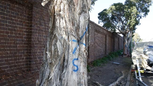 A paperbark tree on Tennyson Rd, Mortlake that has been proposed to be removed. Picture: Craig Wilson.