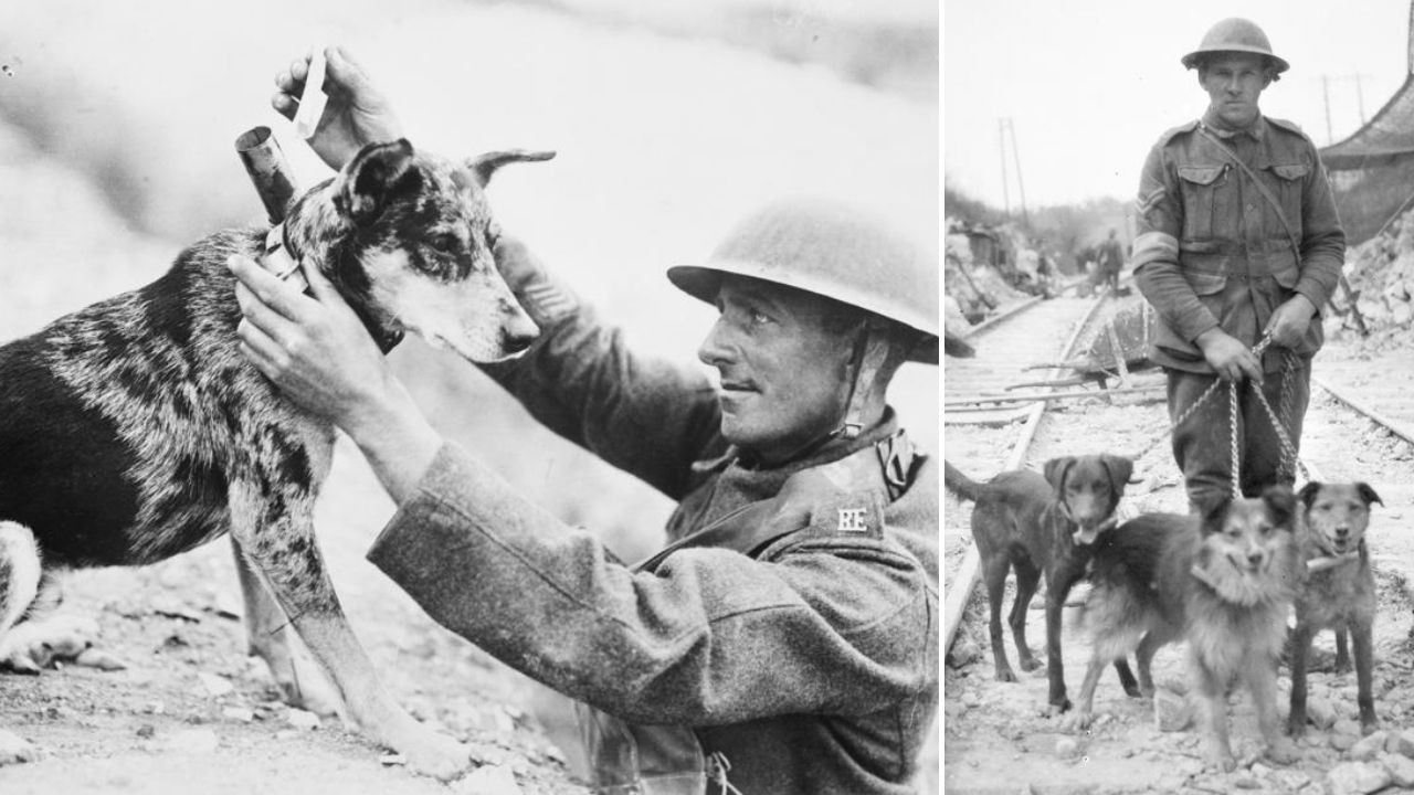 LEST WE FORGET: AUSTRALIA'S WAR - Darling Downs Vets